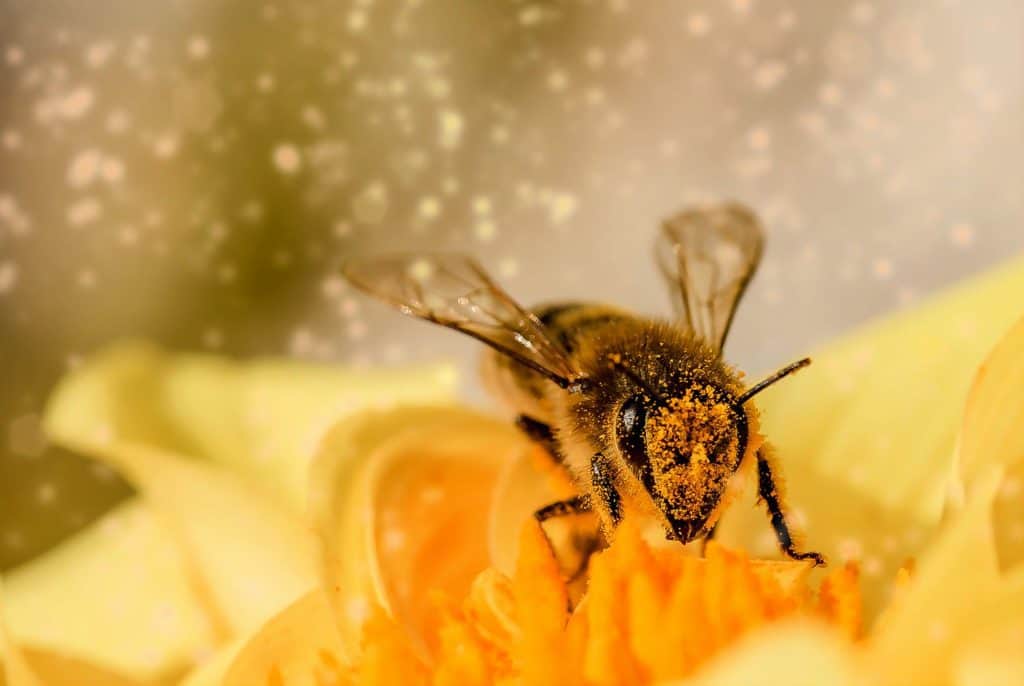 Spiritual meaning of bees