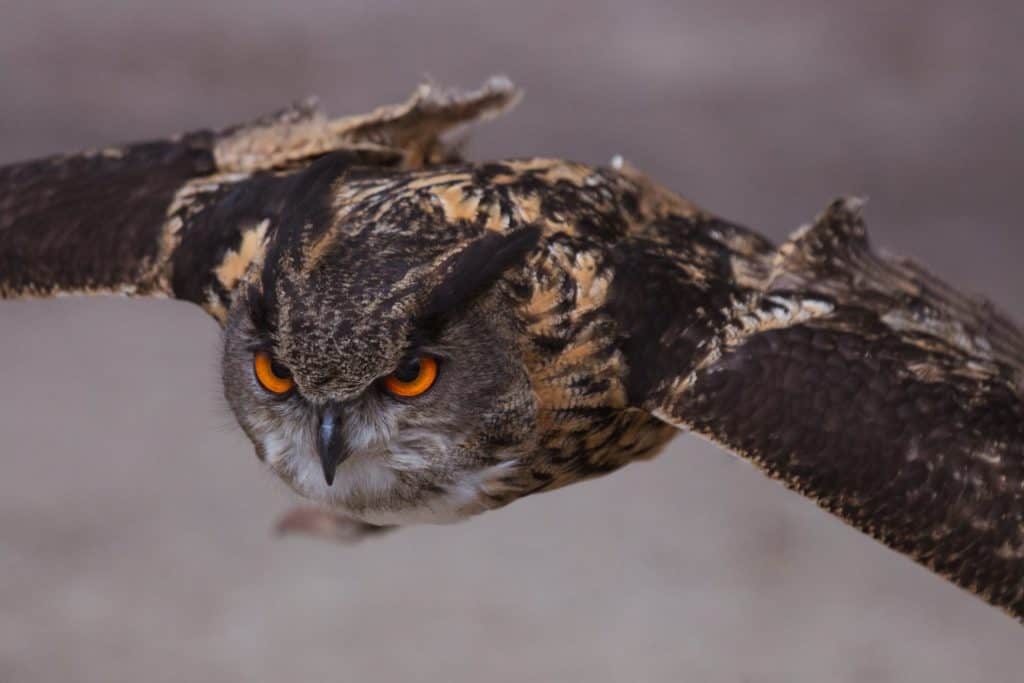a flying owl