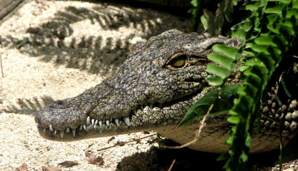 What is the spiritual meaning of an alligator?