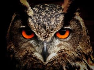 owl in dream meaning
