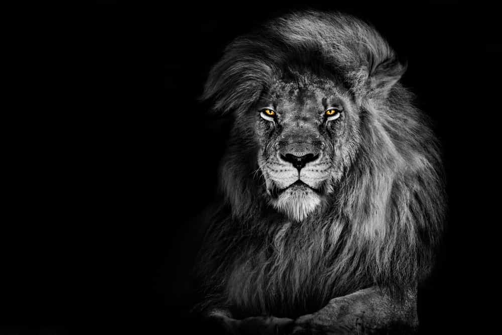spiritual meaning of a lion