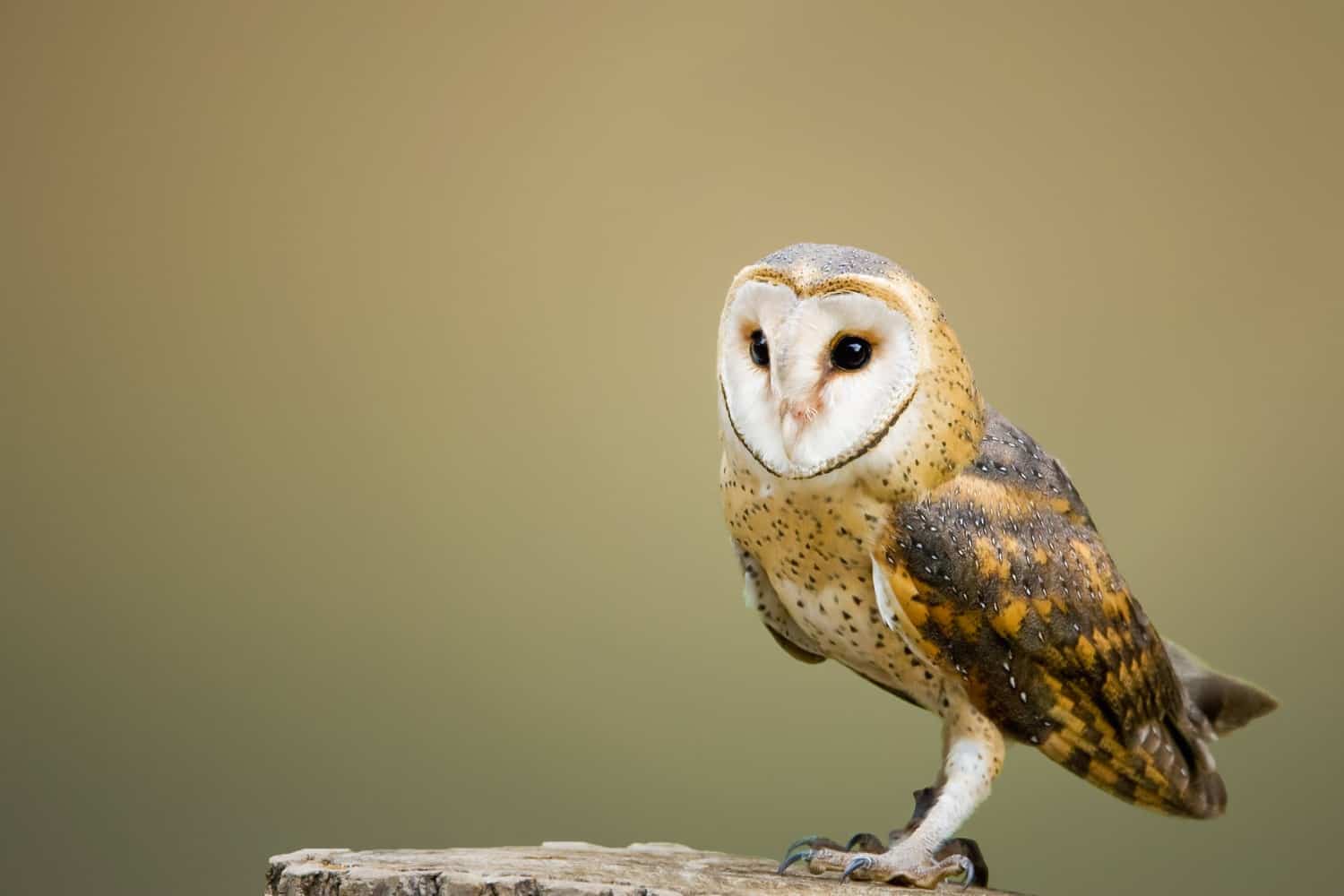 spiritual meaning of an owl in your dream