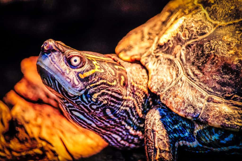 spiritual meaning of turtle in dreams