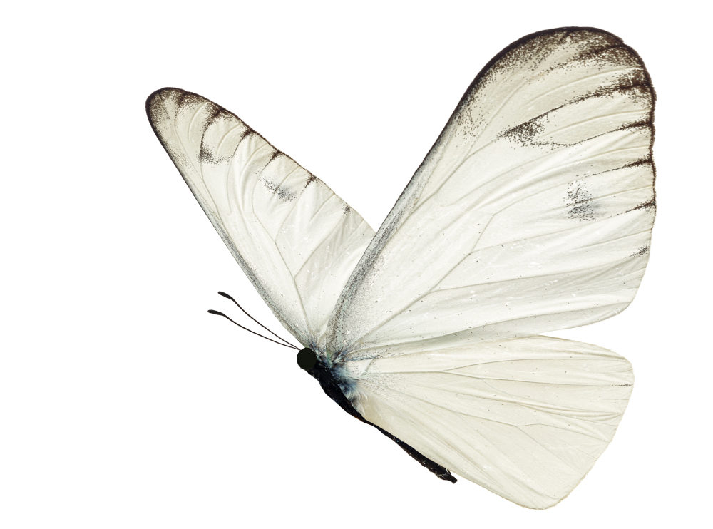 crossing paths with a white butterfly