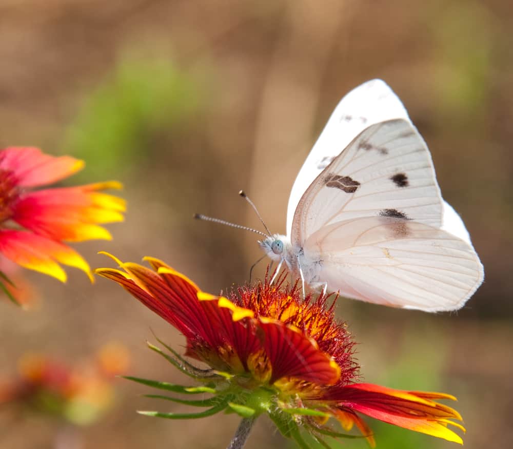 white butterfly sight meaning
