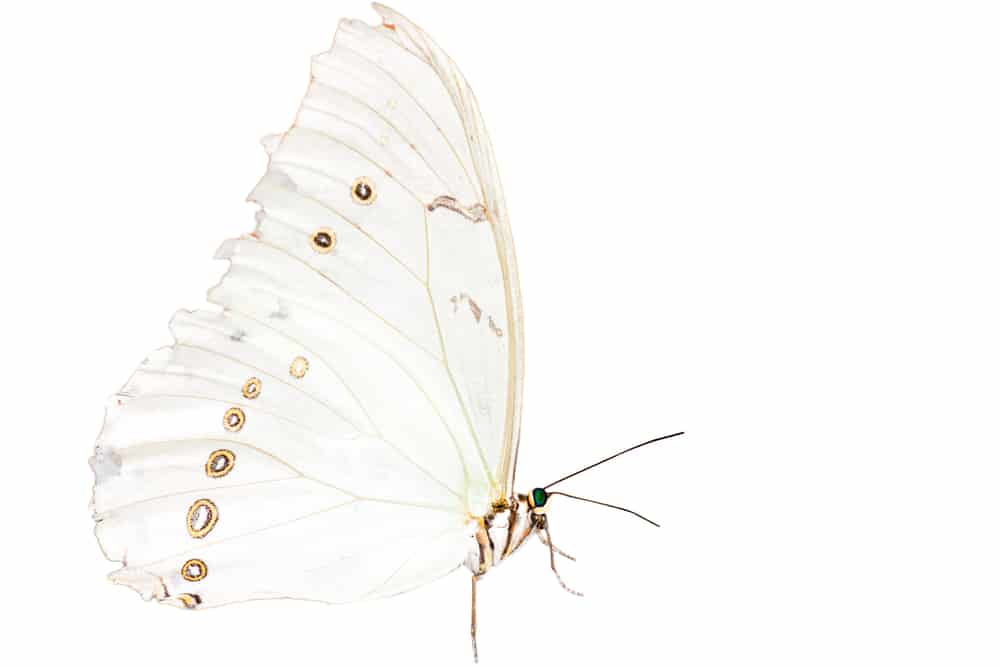 white butterfly spiritual meaning