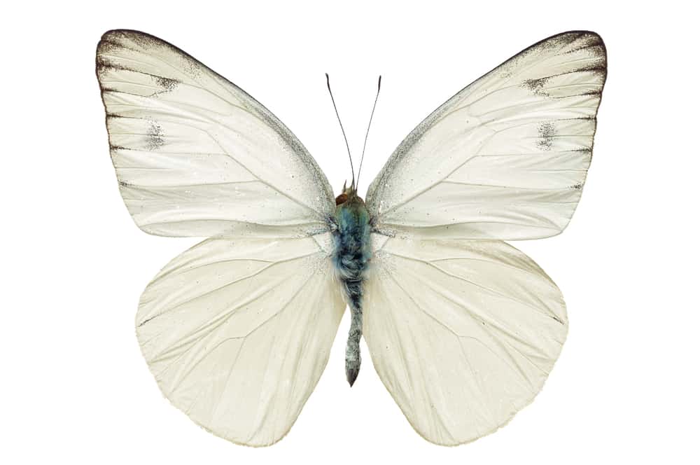 Meaning of a white butterfly