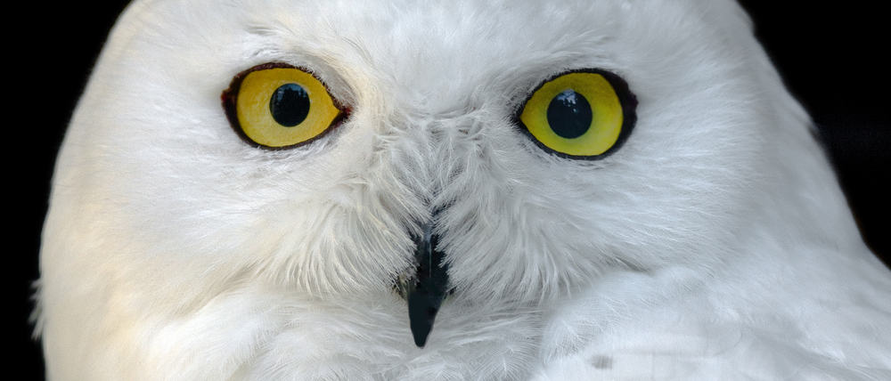 a white owl looking in the camera