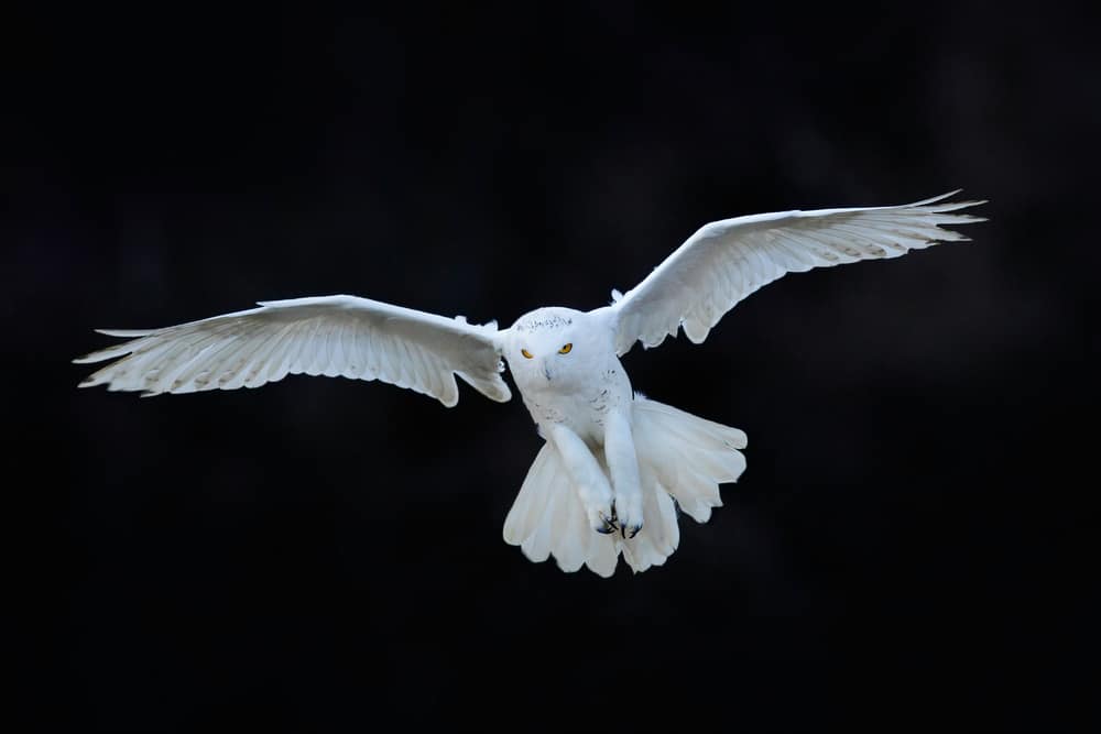 A white owl flying