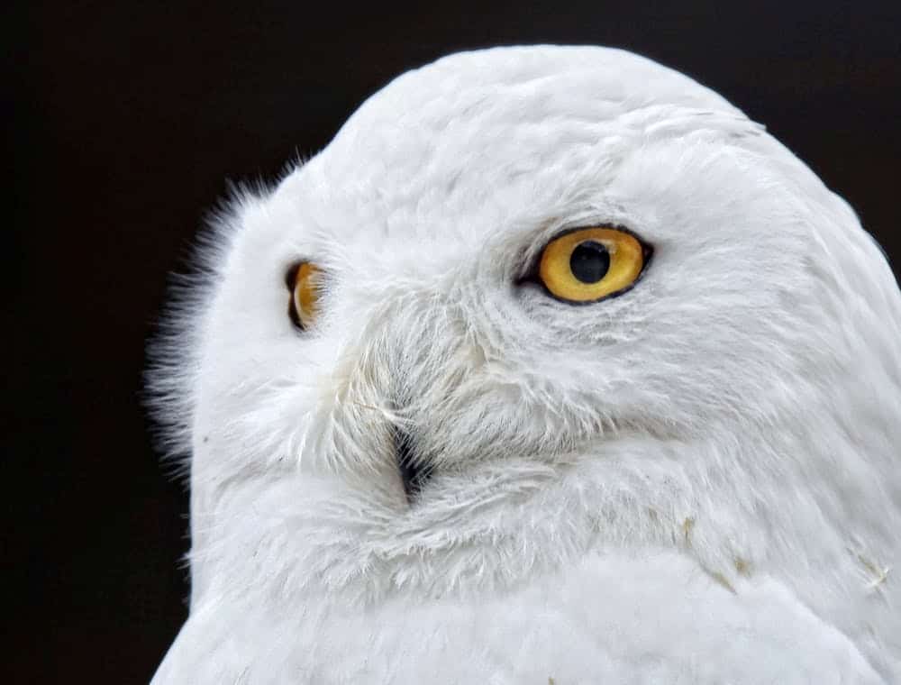 a white owl