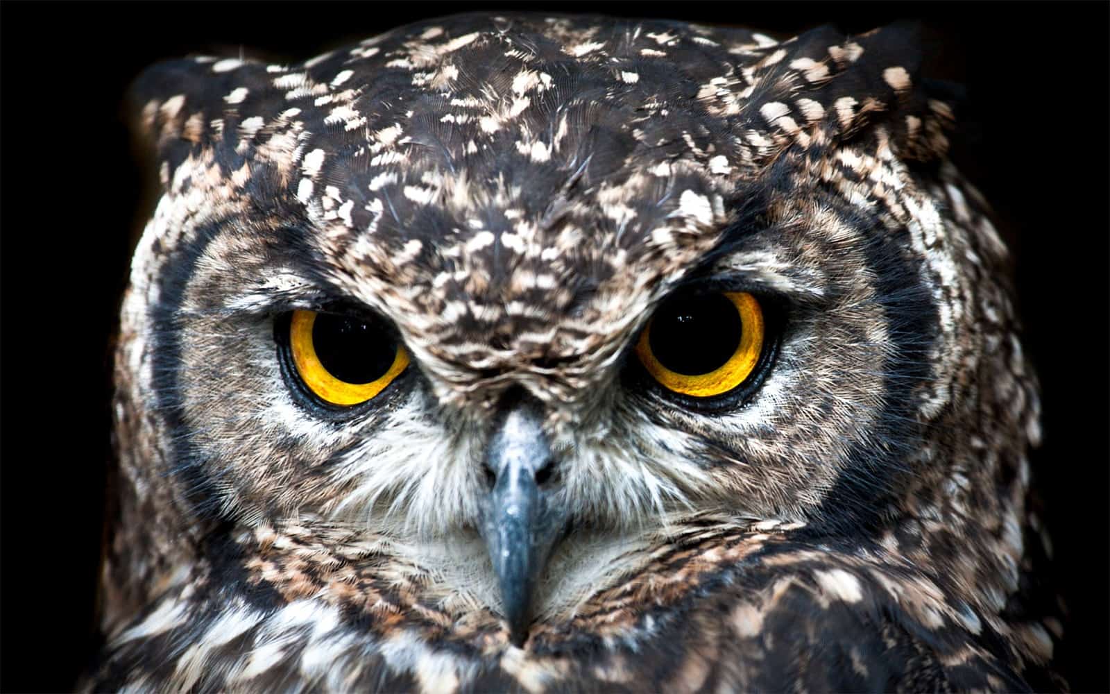 The Owl Spirit Animal Symbolism and Meanings