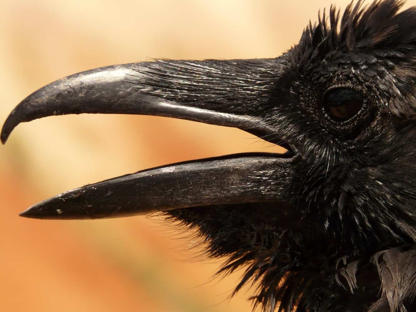 A black crow