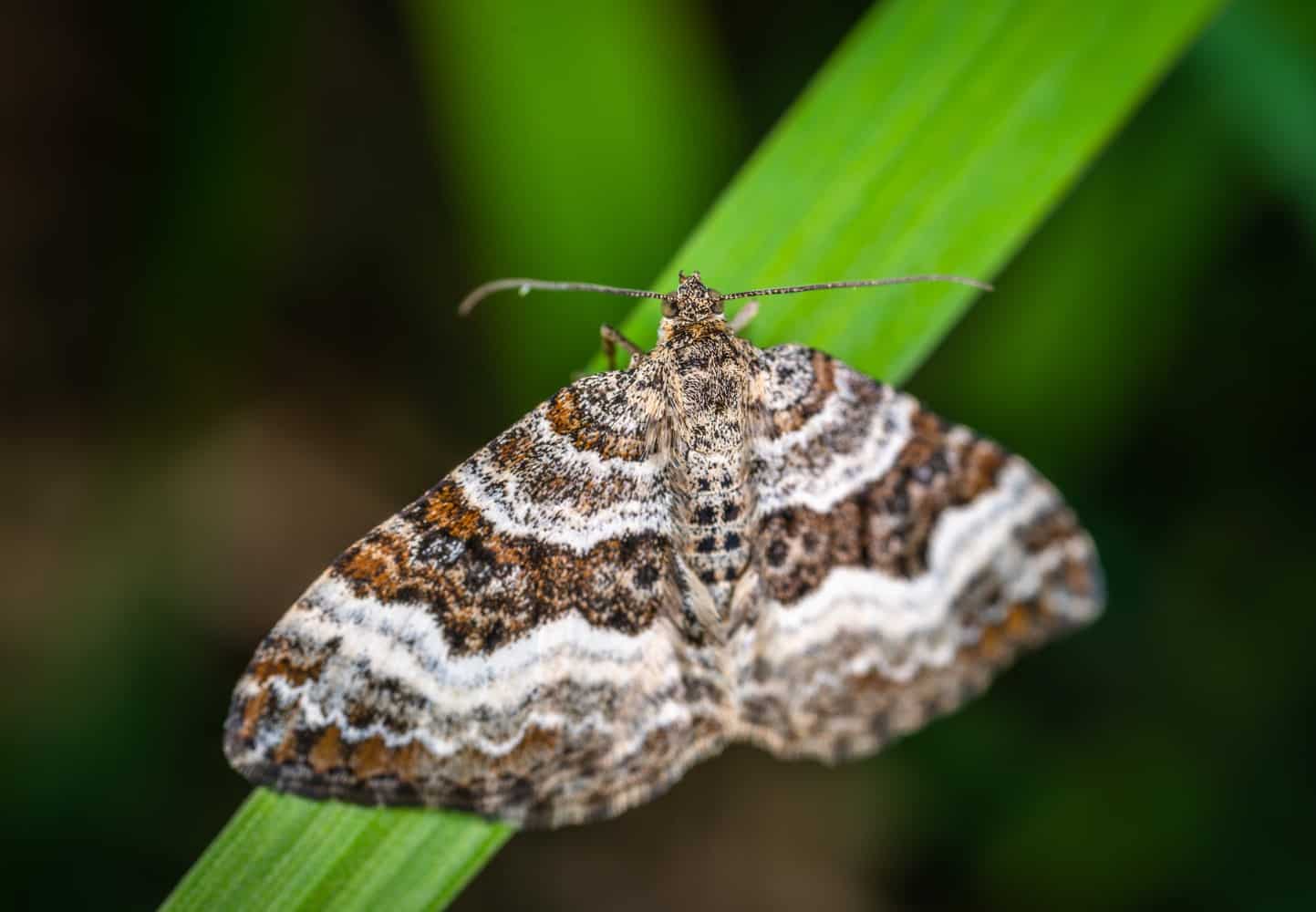 a picture of a moth