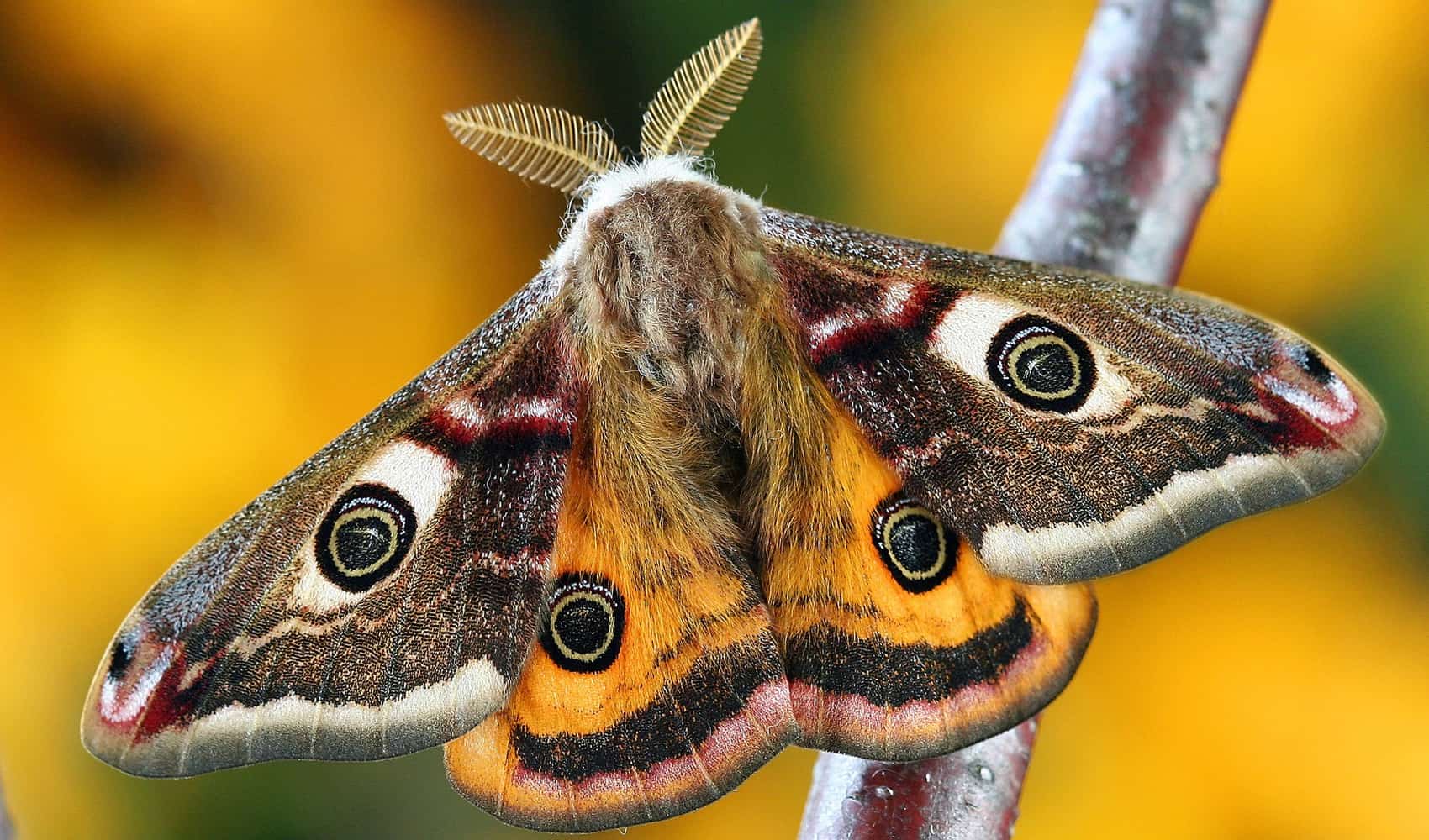 a picture of an orange moth