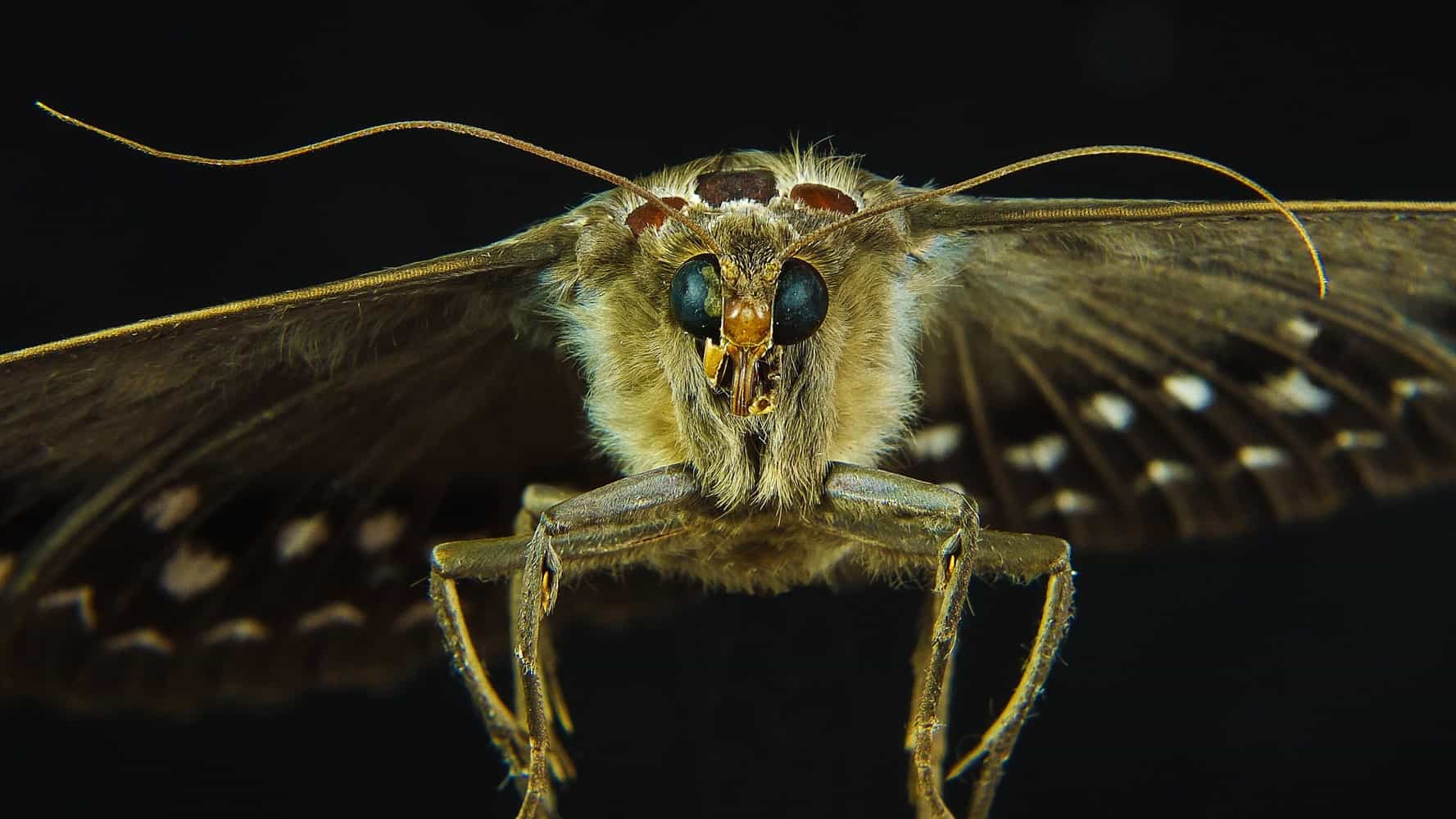a close up of a moth