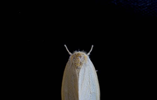 a picture of a small moth