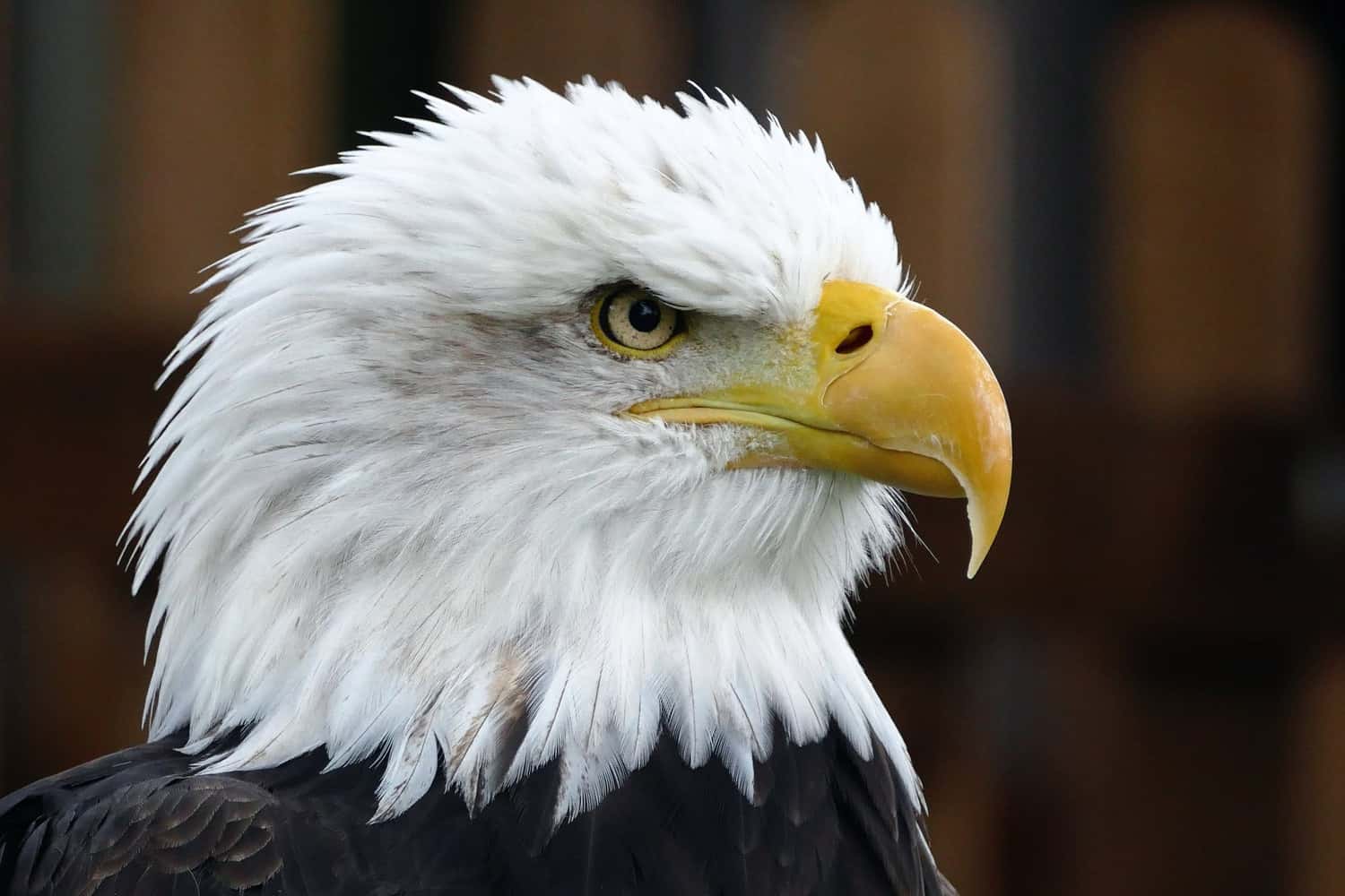 a picture of a bald eagle