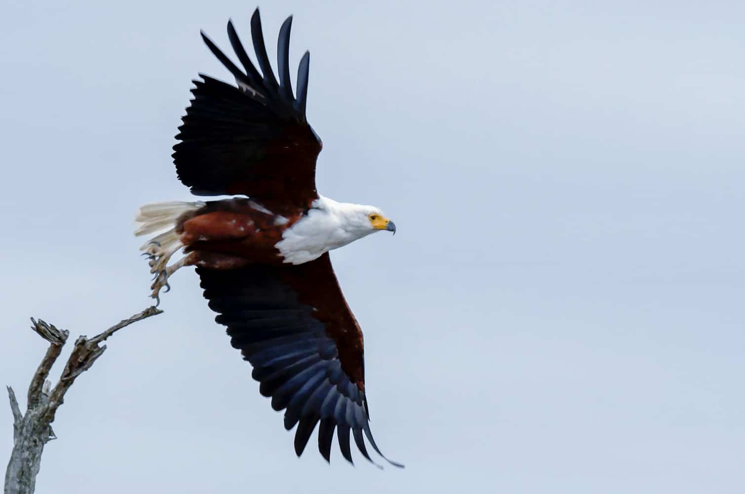 a picture of an eagle lifting off