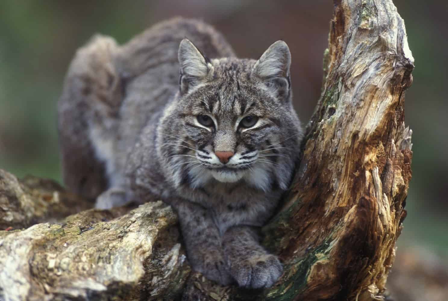 A picture of a bobcat